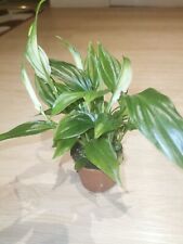 Peace lilly plant for sale  BRISTOL