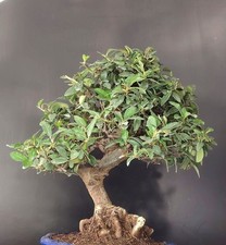 Agazzino bonsai pyracantha usato  Cison di Valmarino