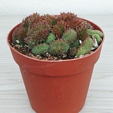 Succulent pot plant for sale  San Jose