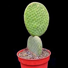 Opuntia inermis microdasys for sale  LEIGH