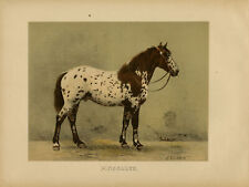 Antique print pinzgauer d'occasion  Expédié en Belgium