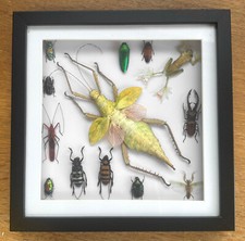 stick insect for sale stick insect for sale BOURNEMOUTH