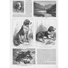 London bernard dog for sale  GLASGOW
