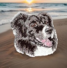 2.25 border collie for sale  Syosset