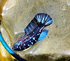 Live Betta Fish HMPK Avatar Nebula Gordon Galaxy Feminino -QG02 Da Indonésia comprar usado  Enviando para Brazil