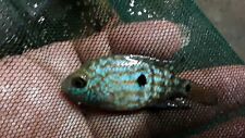 Marvelous electric blue for sale  Wimauma