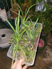 Aloe vera plants for sale  Ashby