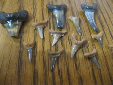Collection megalodon shark for sale  CANTERBURY