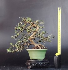 Shohin bonsai coprosma usato  Cison di Valmarino