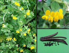 100 semi ginestrino usato  Italia
