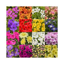 Hanging basket summer for sale  WICKFORD