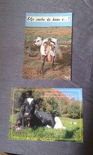 Cows postcards d'occasion  Expédié en Belgium