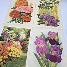 Vintage botanical prints for sale Vintage botanical prints for sale  RETFORD