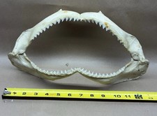 Vintage shark mouth for sale  Springfield
