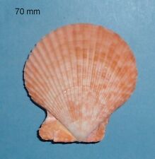 Pecten nobilis philippines d'occasion  Sanary-sur-Mer