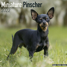 Calendrier 2022 pinscher d'occasion  Troyes