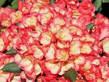 Rhododendron barbarella large for sale  NORTHWICH