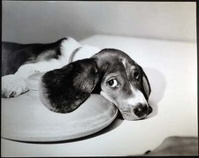 cani beagle usato cani beagle usato Roma