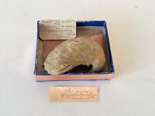 Fossile gryphaea cymbium d'occasion  Paris XVIII