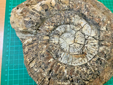 Large 23cm perisphinctes for sale  HASTINGS