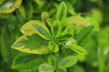 New privet cuttings for sale  BRIGHTON
