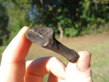 RARO BOBCAT CALCÂNEO TORNOZELO OSSO FLORIDA FÓSSEIS IDADE DO GELO SABRE EXTINTO DENTE DE GATO comprar usado RARO BOBCAT CALCÂNEO TORNOZELO OSSO FLORIDA FÓSSEIS IDADE DO GELO SABRE EXTINTO DENTE DE GATO comprar usado  Enviando para Brazil