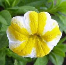 Calibrachoa plug plants for sale  LONDON