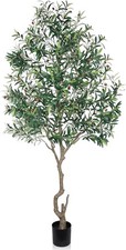 Large olive tree for sale  San Francisco