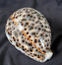 Cypraea cypraea tigris for sale  Charlottesville