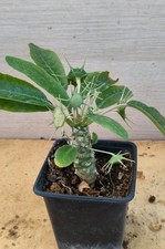 S9156 dorstenia foetida for sale  Shipping to United Kingdom