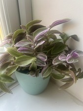 Rooted cuttings tradescantia for sale Rooted cuttings tradescantia for sale  YORK