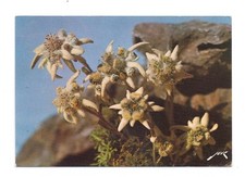 Edelweiss pyrénées carte d'occasion  Lescar