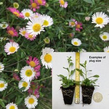 Erigeron karvinskianus plug for sale  TIPTON