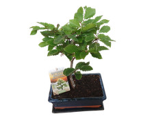 Freiland bonsai gartenbonsai gebraucht kaufen  Schwarzenfeld