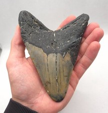 Riesiger massiver megalodon gebraucht kaufen  Puchheim