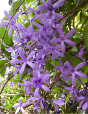 Petrea volubilis preciosa trepadora 20 semillas seeds comprar usado  Enviando para Brazil