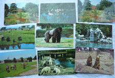 zoo animals for sale  NEWTON ABBOT