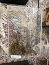 Nagelfetisch afrika geopferte gebraucht kaufen  Krefeld