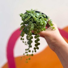 Peperomia prostrata string for sale  BRISTOL