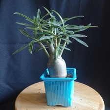 Adenium somalense nova d'occasion  Prigonrieux
