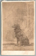 Cdv 1860 chien d'occasion  Viry-Châtillon