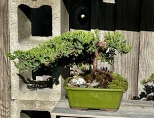 Old large juniper for sale  Brentwood