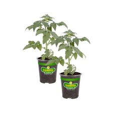 tomatoe s plant for sale tomatoe s plant for sale Jacksonville