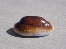 Coquillage new cypraea d'occasion  Saint-Juéry