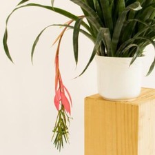 Zimmerhafer bilbergia nutans gebraucht kaufen  Deichhorst