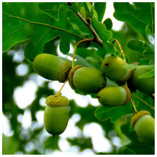 English oak trees for sale  NEWTOWNARDS