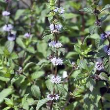 Graines menthe poivrée d'occasion  Sabres