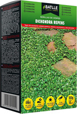 Dichondra repens usato  Roma