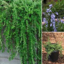 Trailing rosemary haifa for sale  LEICESTER