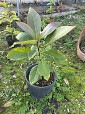 Pianta avocado bio usato  Pontinia